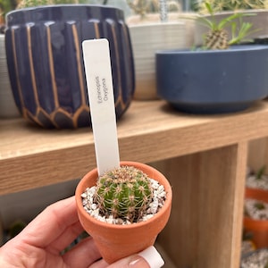 Echinopsis Oxygona Babyplant Geworteld Opgericht met potgrond en geboorteakte