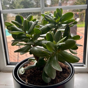 Op de afbeelding: Een groene jadeplant in een zwarte pot met bruine aarde. De plant staat op een vensterbank met uitzicht op een zwembad en bomen.