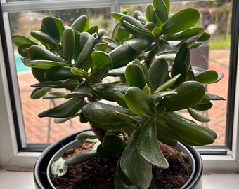 crassula ovata jade money plant Leaf Cutting ROOTED  High Success Uk Seller