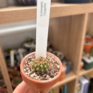 Echinopsis Oxygona Babyplant Geworteld Opgericht met potgrond en geboorteakte