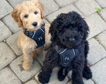 No Pull Dog Harness with Front and Back Clip