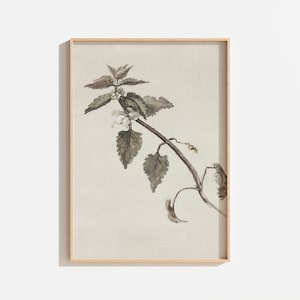 Vintage Botanical Drawing | Antique Neutral Wall Art | Branch Drawing | PRINTABLE Digital Art