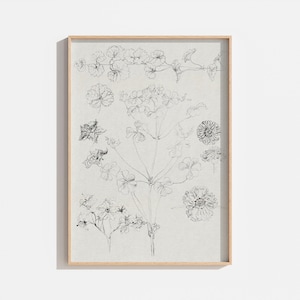 Vintage Botanical Flower Sketch Art Print: Antique Drawing (Digital Download)