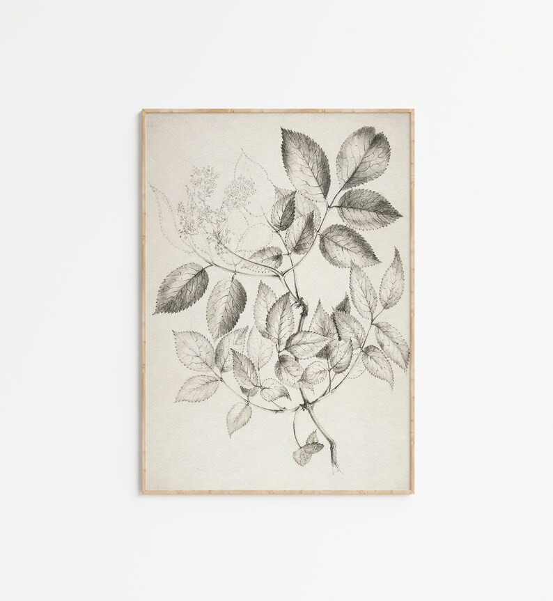 Vintage Neutral Cream Botanical Sketch Print Antique Flower Sketch Printable Digital Art image 1