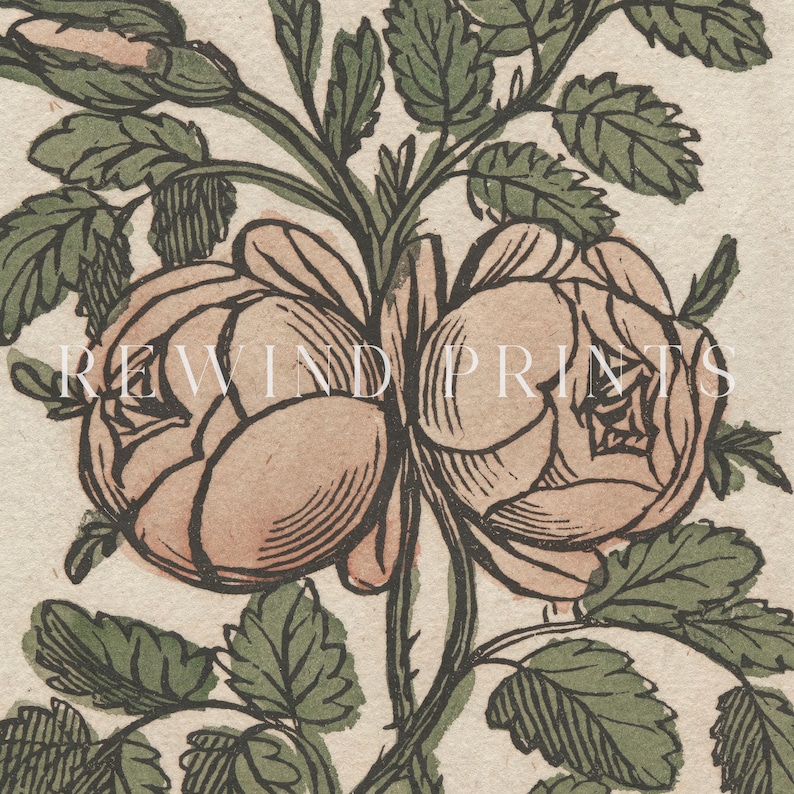 May include: A vintage illustration of two pink roses with green leaves and stems. The roses are drawn in a detailed style with intricate lines and shading.