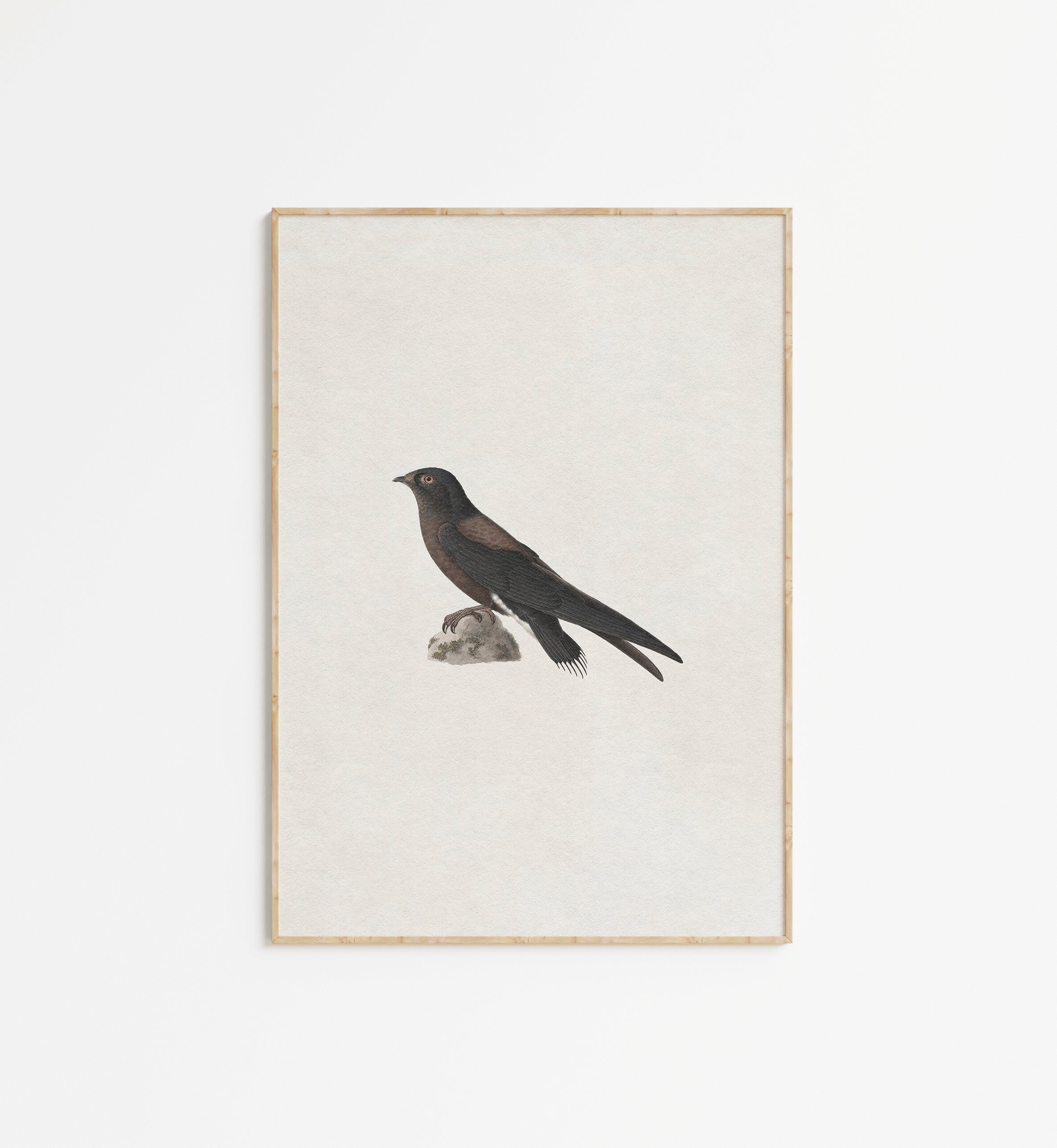 Antique Vintage Bird Drawing Bird Sketch Wall Art Bird Painting ...