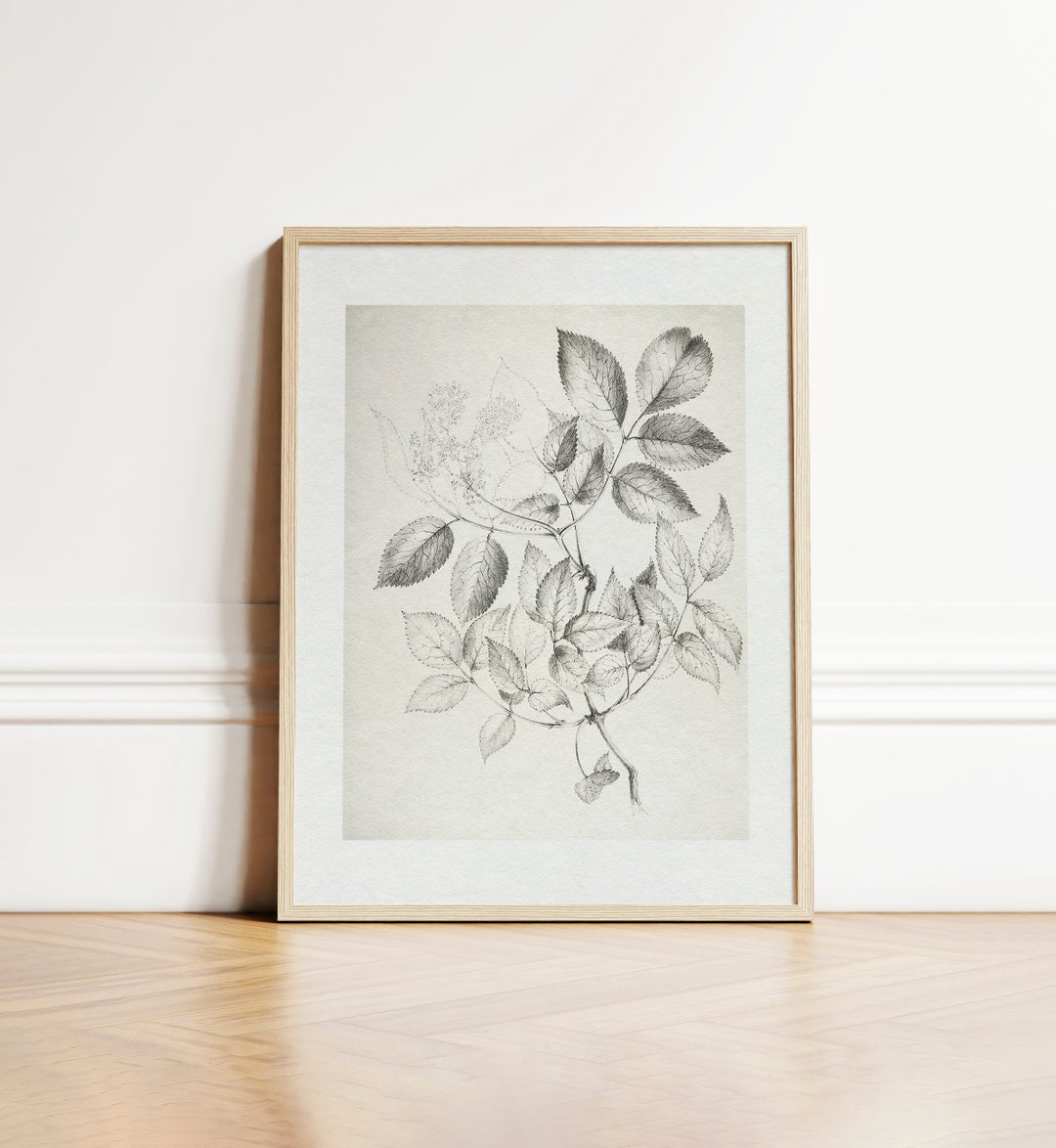 Vintage Black and White Botanical Drawing Vintage Neutral - Etsy