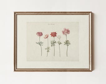 Vintage French Botanical Print: Antique Floral Drawing (Digital Download)