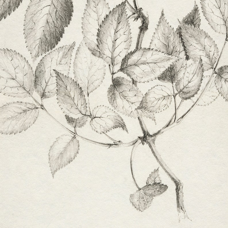 Vintage Neutral Cream Botanical Sketch Print Antique Flower Sketch Printable Digital Art image 6