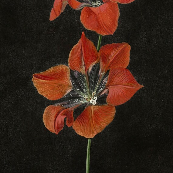 ヴィンテージの花の油絵：ムーディーな黒の静物画（デジタル 