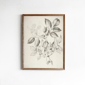 Vintage Neutral Cream Botanical Sketch Print Antique Flower Sketch Printable Digital Art image 4