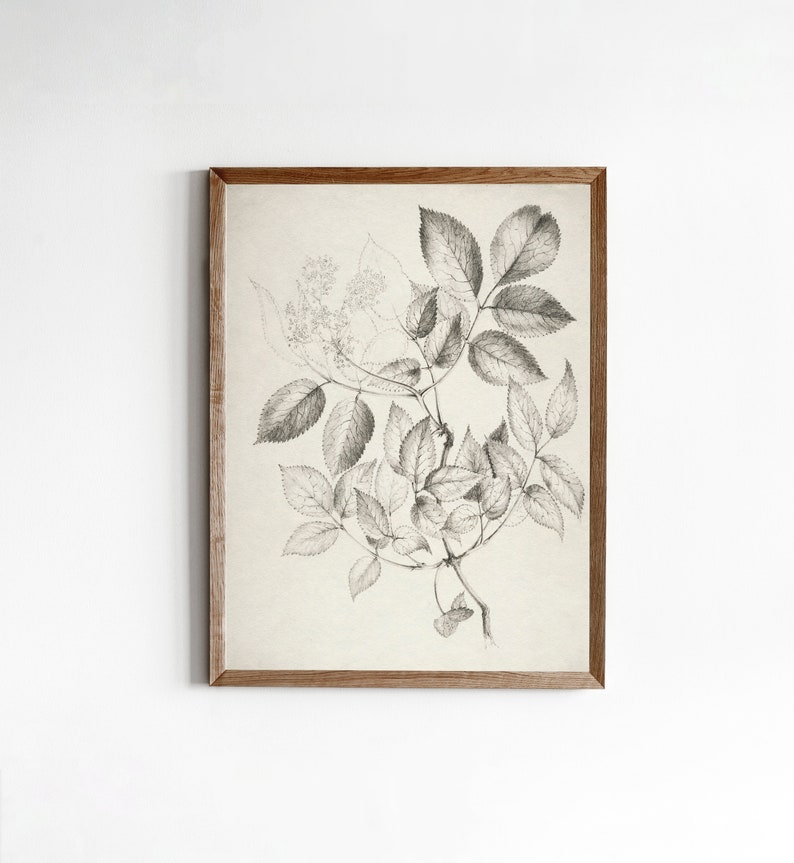 Vintage Neutral Cream Botanical Sketch Print Antique Flower Sketch Printable Digital Art image 4