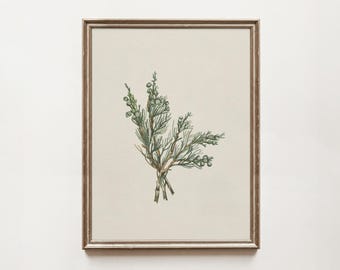 Vintage Juniper Branch Print: Christmas Botanical Wall Art (Digital Download) Holiday Cabin Art