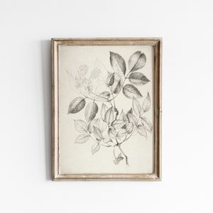 Vintage Neutral Cream Botanical Sketch Print Antique Flower Sketch Printable Digital Art image 5