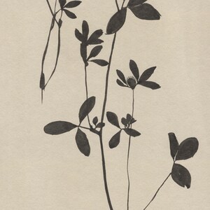 May include: A black and white ink drawing of a delicate flower stem with multiple leaves and blossoms.