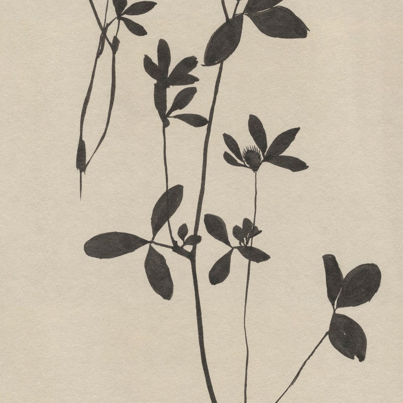 May include: A black and white ink drawing of a delicate flower stem with multiple leaves and blossoms.