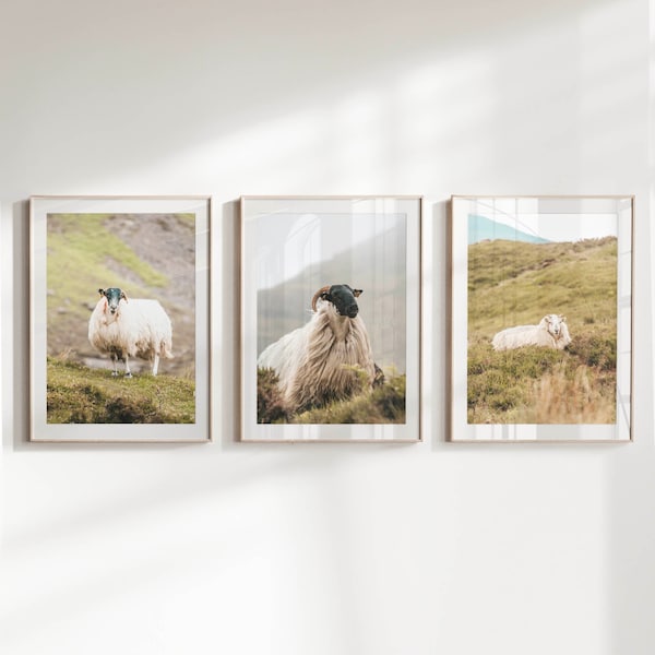 Set of 3 Printable Irish Sheep Wall Art Prints featuring photography from Irelands Diverse Mountains | Digital Download | Gifts from Ireland