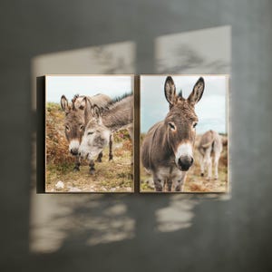Láminas de arte mural de burros - Juego de 2 - Fotografía rural de Irlanda