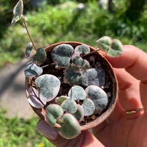 BOGO FREE!!! Variegated String of Hearts (Ceropegia woodii “Variegata”) 2” pots