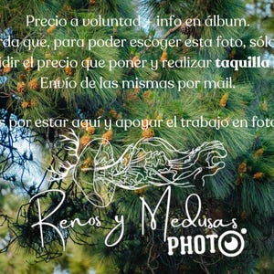 Puede incluir: Primer plano de un pino con un gráfico blanco de una sirena y el texto "Reindeer and Medusas PHOTO" en la parte inferior. El texto "Precio a voluntad info en álbum. Recuerda que, para poder escoger esta foto, sólo tienes que decidir el precio que poner y realizar taquilla inversa. Envío de las mismas por mail. Gracias por estar aquí y apoyar el trabajo en fotografia." está escrito encima del gráfico.