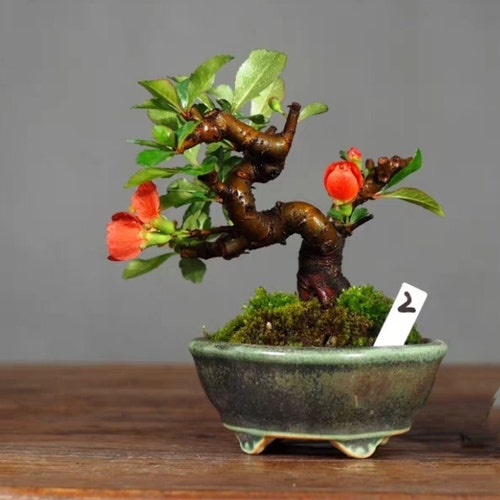 4.5インチの小さな長方形の盆栽鉢、宜興陶器釉薬植木鉢、花の展示盆栽