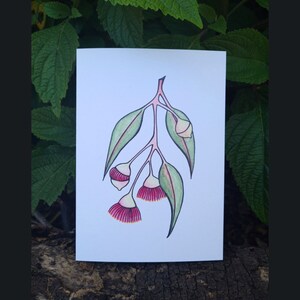 Greeting Card – Gum Blossom Australian Native Flora Botanical Illustration – Ink & Watercolour Art Print