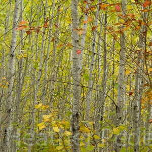 Photography greeting card, nature card, poplar trees of the boreal forest