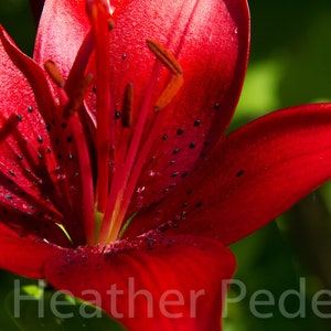Carte de voeux photographie, carte nature, fleur, lys rouge