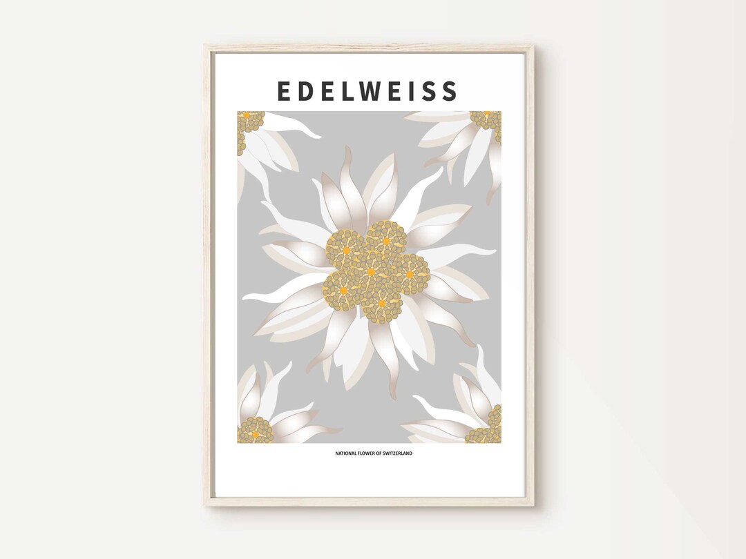 Edelweiss National Flower of Switzerland Art Print Modern Etsy