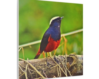 A curious White Capped Redstart Canvas Gallery Wraps I Redstart Canvas I Tiny Bird I Bird Photography I India