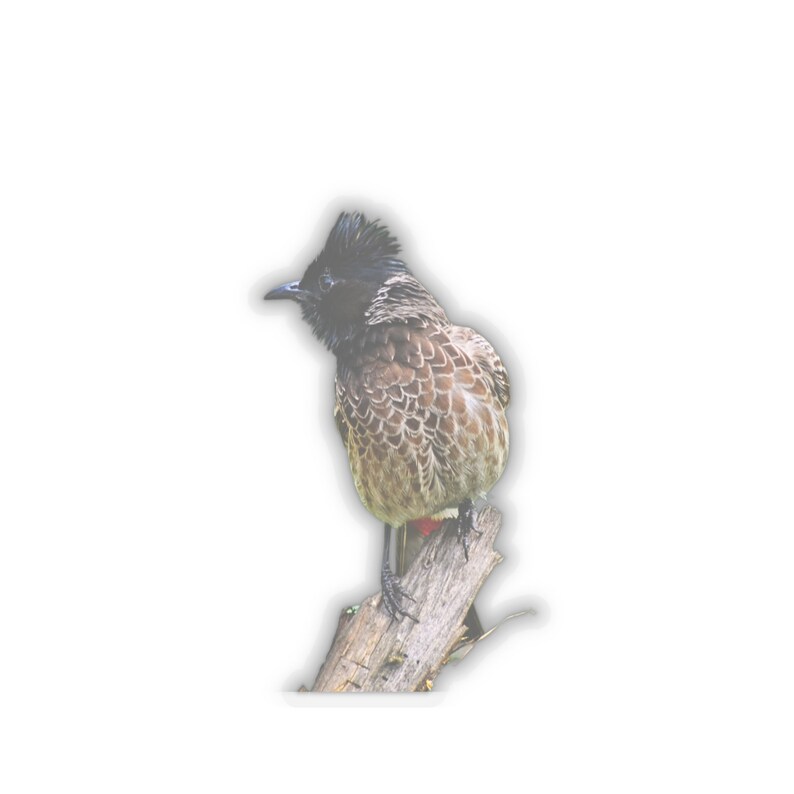 Red vented Bulbul watching you Kiss-Cut Stickers I Bird image 8
