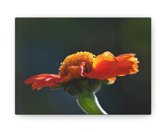 First Morning rays on the Flower Canvas Gallery Wraps I Mexican Sunflower