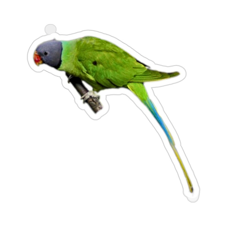 Slaty-headed Parakeet Kiss-Cut Stickers I Bird Photography I image 7