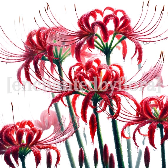 12 Red Spider Lilies Clipart, High Quality Pngs, Digital Download