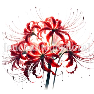 12 clipart de lírios de aranha vermelha, PNGs de alta qualidade, download digital, artesanato em papel, diário de lixo, arte para fazer cartões