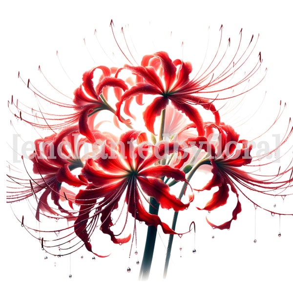 12 Red Spider Lilies Clipart, High Quality PNGs, Digital Download, Paper Craft, Junk Journal, Card Making Art