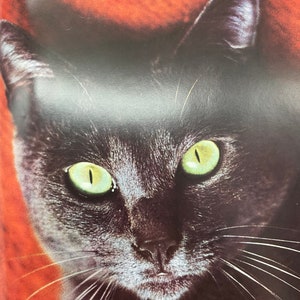 Vintage Illustrated Book About Cats: 1966 French Edition