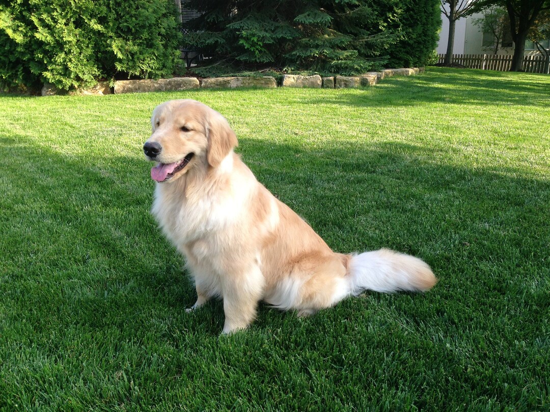 Golden Retrievers How to Find the Right Companion for You. Etsy