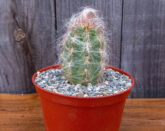 6" Oreocereus Celsianus "Old Man of the Andes" Cactus