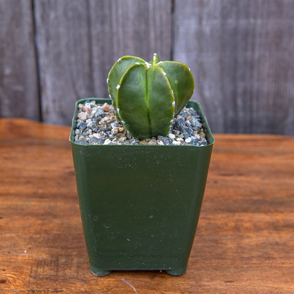 4" Astrophytum Myriostigma Var. Nudum Cactus