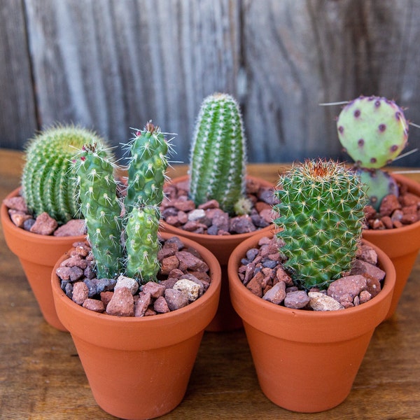 2" Mini Potted Cactus