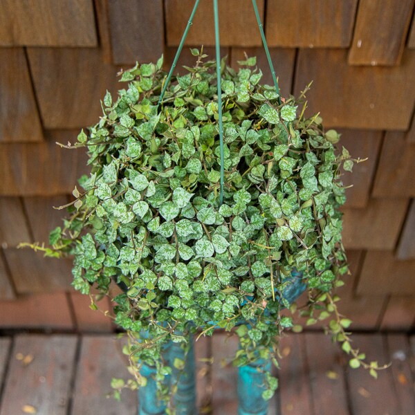 6" Hoya Curtisii Plant