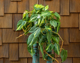 6" Philodendron Brasil Plant, Full pot, Hanging plant