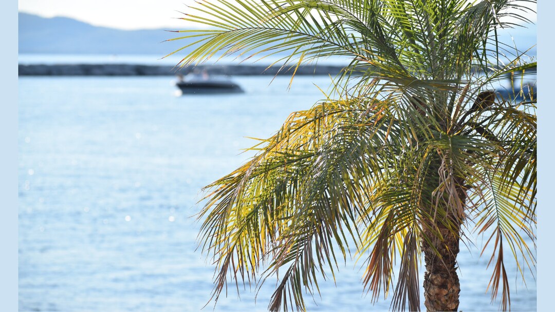 Palm Tree Zoom Background Work Office Professional Employee Screensaver
