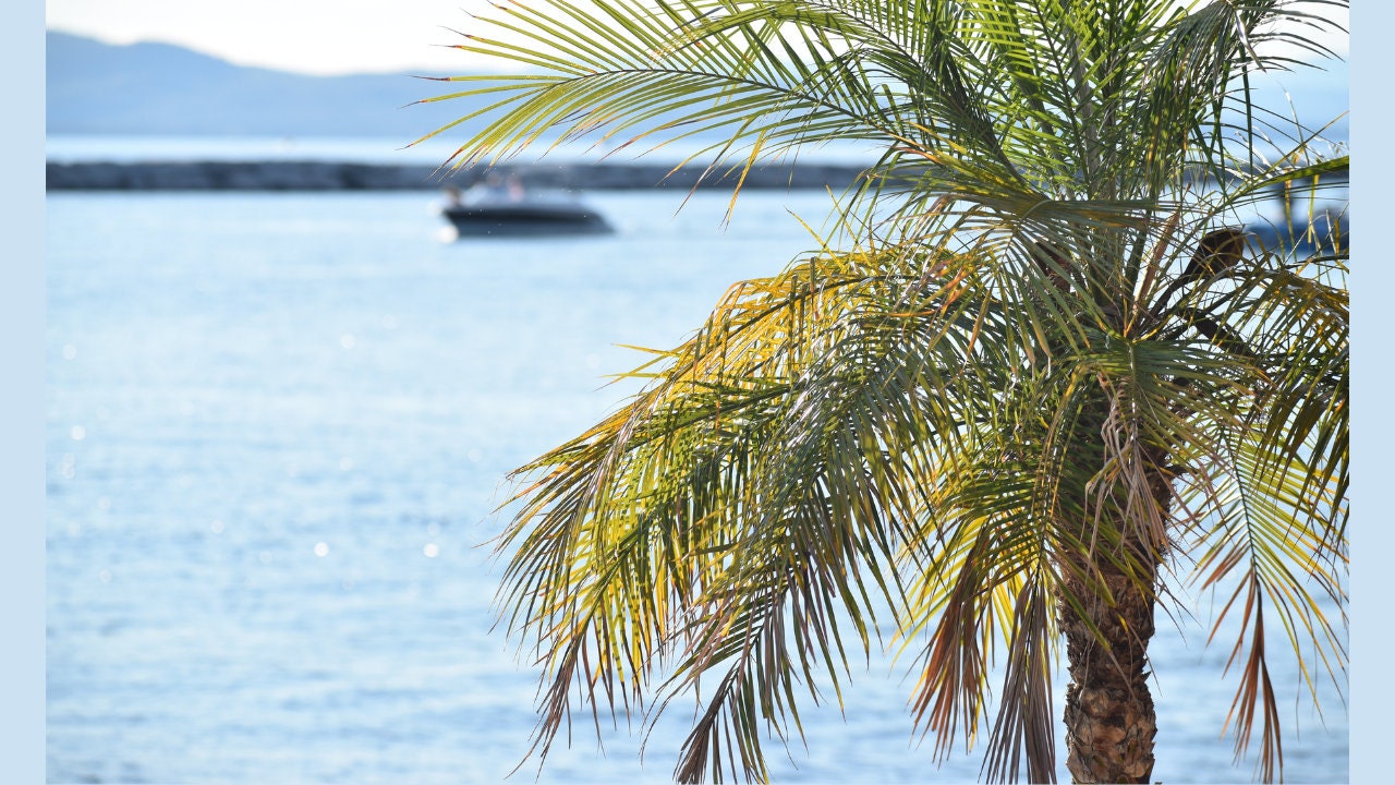 Palm Tree Zoom Background Work Office Professional Employee Screensaver