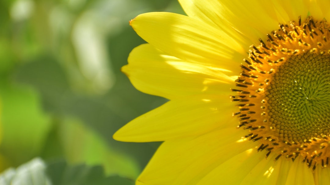 Sunflower Zoom Background Work Office Professional Employee Screensaver