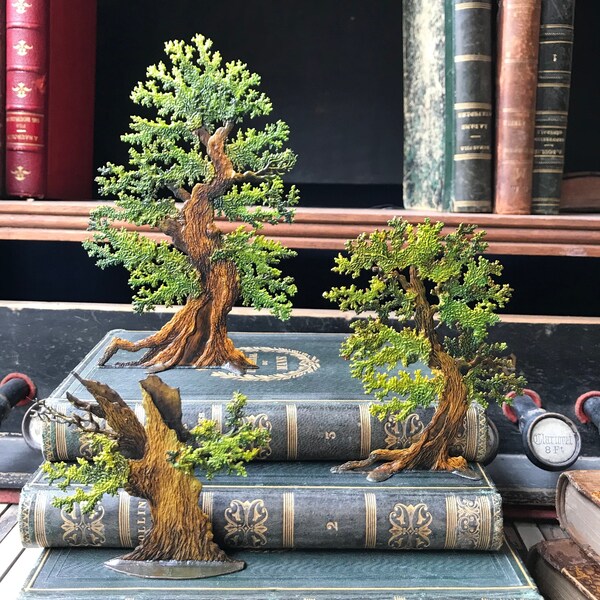 Miniature Oak Tree Etsy
