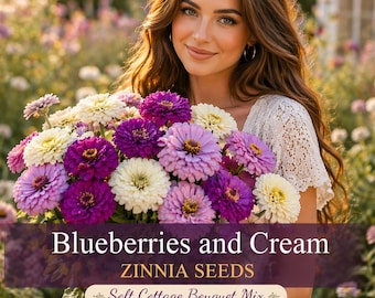 Zinnia Seeds: Blueberries and Cream Zinnia Seed, Cottage Garden Purples/Whites Mix