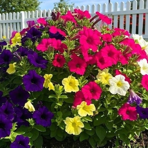 Mixed Color Petunia Seeds Pelleted, A Blooming Surprise from Fat Cat Seeds, Grab your seeds today!