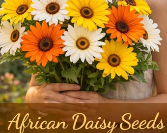 African Daisy Seeds | Bright Spring & Summer Blooms | Easy Care Flower Seeds for Garden Containers